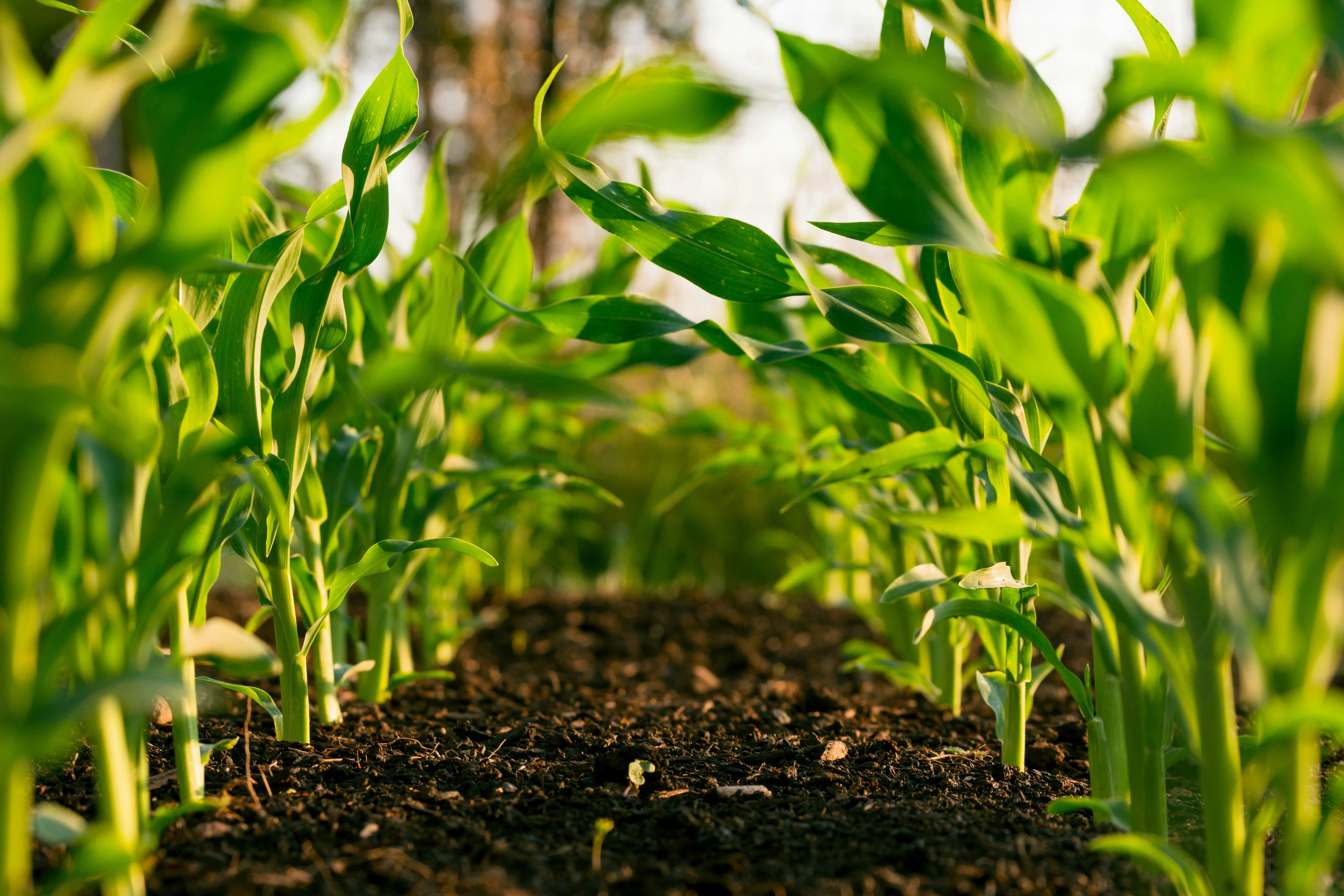 Farmland with healthy crops under cultivation
